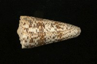 藏品(帝王芋螺)的圖片